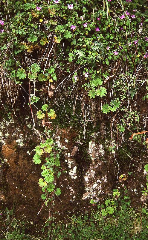 WT 1400 222-25 Kenya.jpg